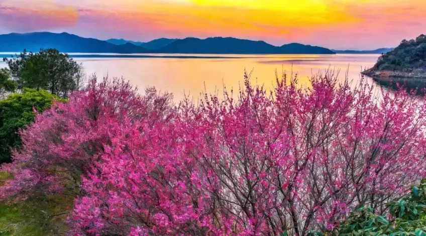 千岛湖晚霞与临水梅花