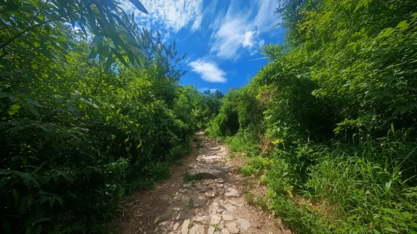 湖州妙西陸羽古道林間石徑示意橫圖