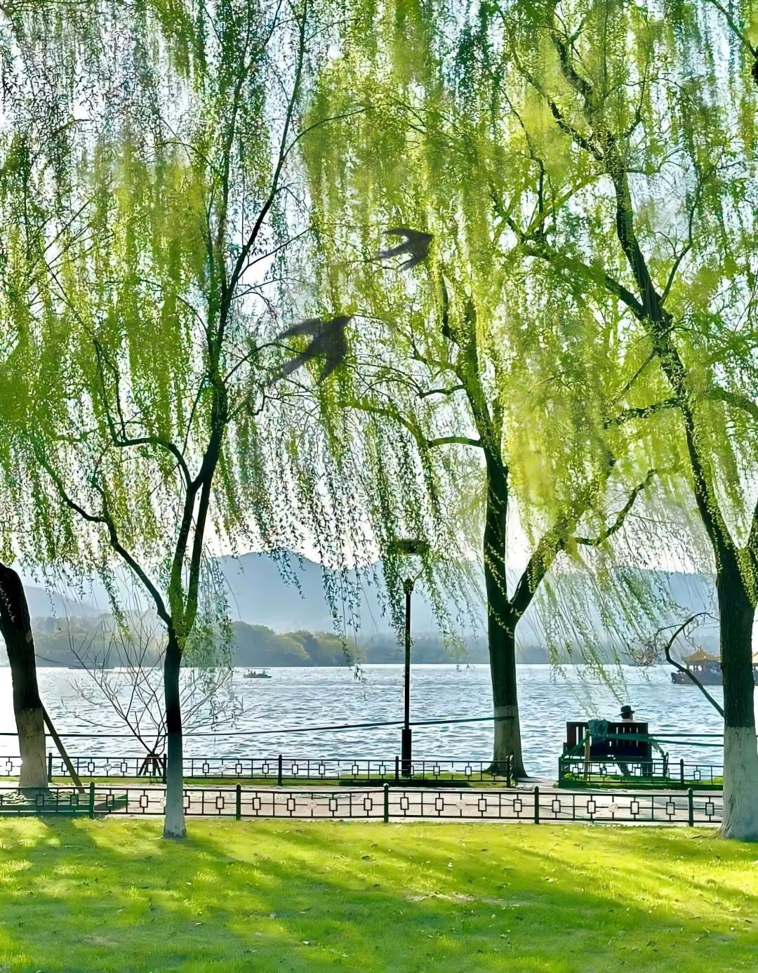 来杭州旅行走一走西湖最美的路，苏堤，白堤，杨公堤有多美？各有什么特色？