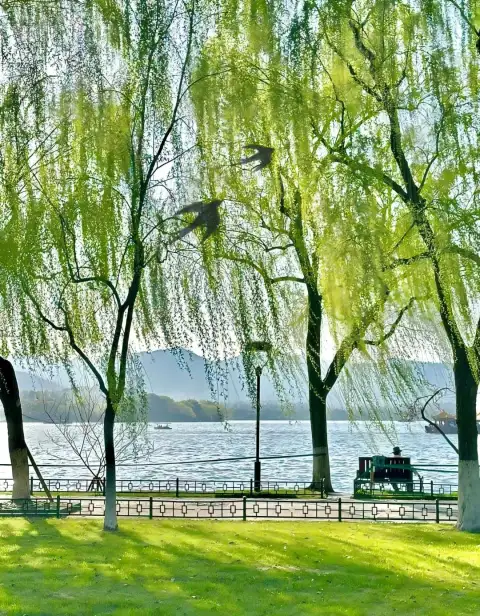 来杭州旅行走一走西湖最美的路,苏堤,白堤,杨公堤有多美?各有什么特色?