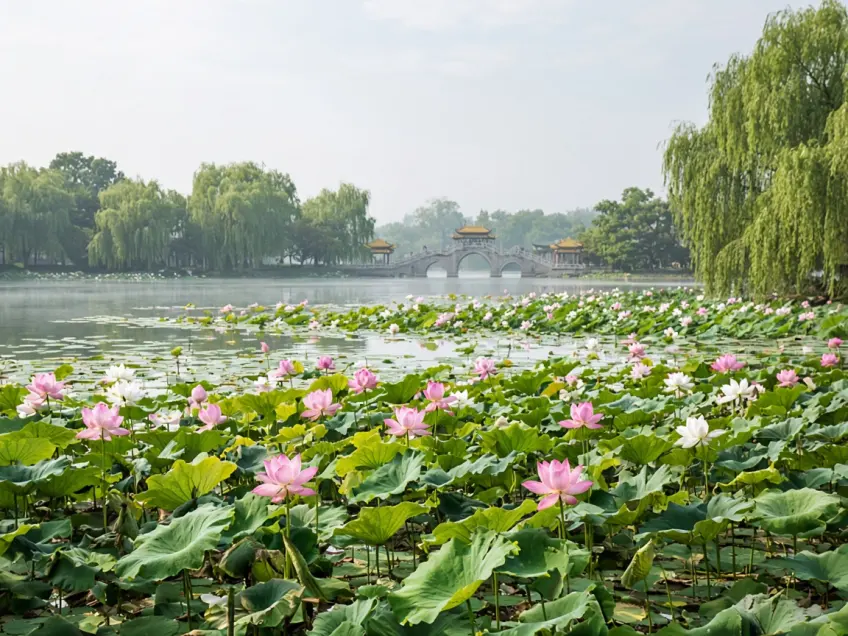 扬州瘦西湖夏日满湖荷花示意